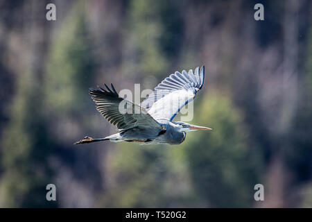 Un airone blu vola basso appena sopra Fernan Lago in Idaho. Foto Stock