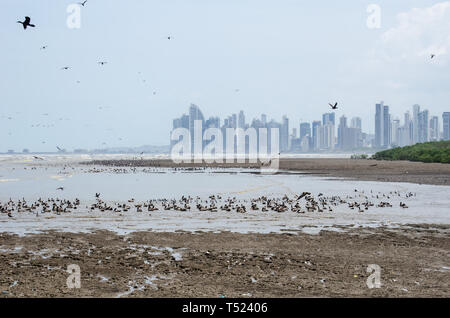 Panama Bay sul litorale di Matías Hernández Foce a Costa del Este in Panama Foto Stock