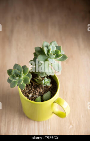 Piante succulente in vaso su sfondo di legno Foto Stock