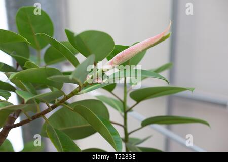 Ficus elastica - impianto di gomma - crescere in una serra presso la Oregon Garden in Silverton, Oregon, Stati Uniti d'America. Foto Stock