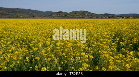 La Canola Field vicino Lagorce nella regione ardeche in Francia Foto Stock