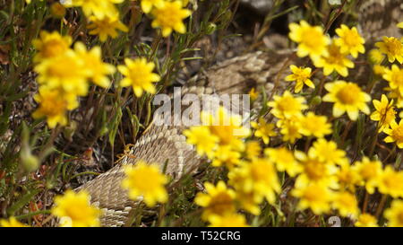 Mojave 'Verde' Rattlesnake. Crotalus scutulatus. Goldenfields giallo. Lasthenia californica. Super Bloom, Antelope Valley Riserva di papavero, California Foto Stock