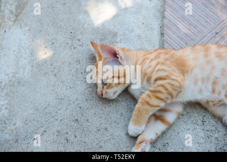 Close up di Thai arancio e bianco gatto Kitty posa sul pavimento Foto Stock