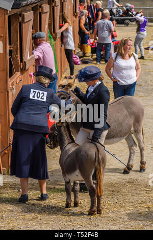 Gestori di eventi (completamento equestre partecipanti) preparare gli animali (asino & puledro) in cantiere stabile come visitatori visualizza maneggio - Grande spettacolo dello Yorkshire, Inghilterra, Regno Unito. Foto Stock