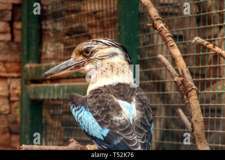 Una femmina blue winged kookaburra (Dacelo leachii) in Attica Zoological Park vicino ad Atene, Grecia. AKA: Leach's kookaburra, urlando - barking jackass Foto Stock