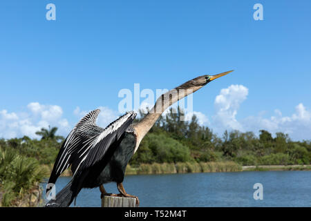 Anhinga bird, essiccamento si tratta di piume della sun Foto Stock