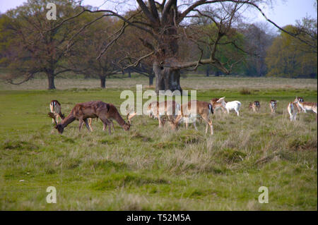 Cervi selvatici su un prato. Alberi in background. Foto Stock