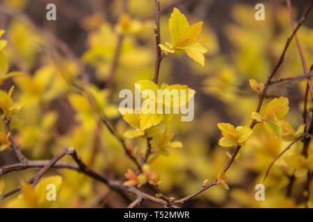 Piccole foglie di giallo sui rami. Close-up. Foto Stock