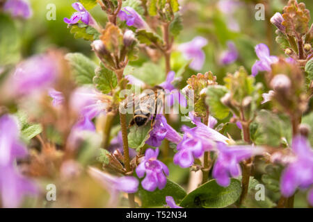 Un'ape vola tra piante mentre si raccoglie il polline dei fiori. Un piccolo fiore e un ape su di esso. Bee. Foto Stock