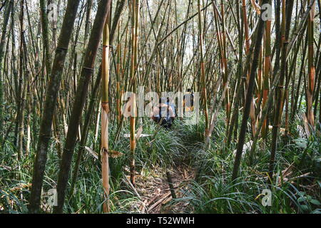 Un gruppo di escursionisti nella zona di bambù sui fianchi del Monte Kenya,Aberdare varia Foto Stock