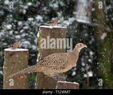 Gallina Fagiana nella neve, Scozia, Regno Unito, Foto Stock