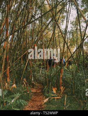 Un gruppo di escursionisti nella zona di bambù sui fianchi del Monte Kenya,Aberdare varia Foto Stock