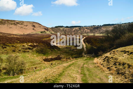 Bella passeggiata attraverso il North York Moors con alberi, erbe e paesaggio di rotolamento in primavera nel foro di Horcum, Goathland, nello Yorkshire, Regno Unito. Foto Stock