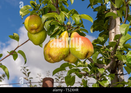 Mazzetto di giallo pere mature sul ramo con foglie sotto i raggi del sole. Spazio di copia Foto Stock