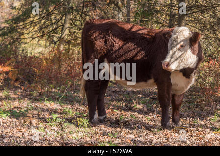 Giovane vacca vagare nel bosco autunnale Foto Stock