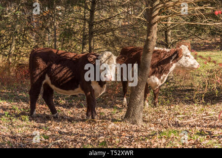 Due giovani vacche nel bosco in autunno su azienda agricola biologica Foto Stock
