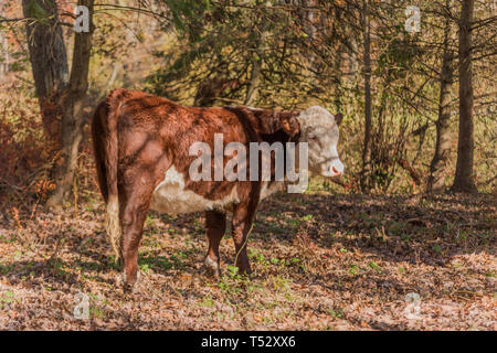 Giovane vacca vagare nel bosco autunnale Foto Stock