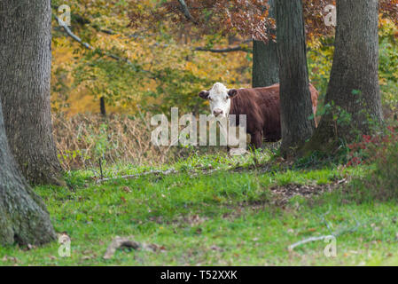 Giovane vacca vagare nel bosco autunnale Foto Stock