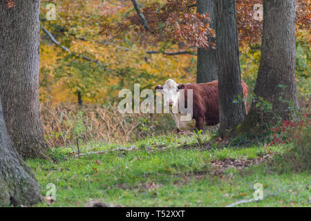 Giovane vacca vagare nel bosco autunnale Foto Stock