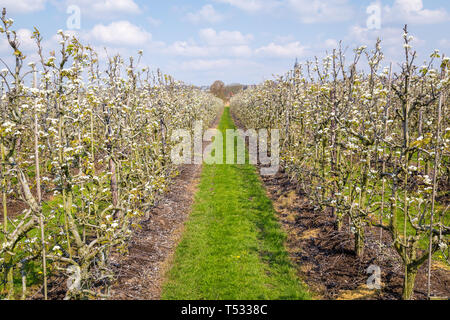 I meli in fiore in Betuwe vicino a Rhenen in Gelderland, Paesi Bassi Foto Stock