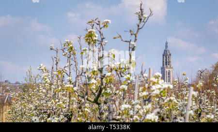 I meli in fiore in Betuwe con una vista sulla torre della chiesa di Rhenen, Gelderland, Paesi Bassi Foto Stock