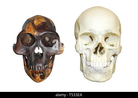 Cranio di Lucia Australopithecus afarensis vs umano moderno Homo sapiens Foto Stock