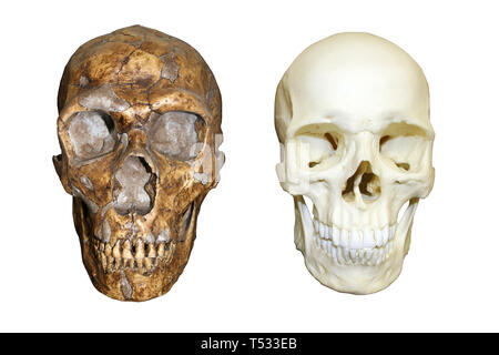 Cranio neandertaliano vs umano moderno Homo sapiens Foto Stock