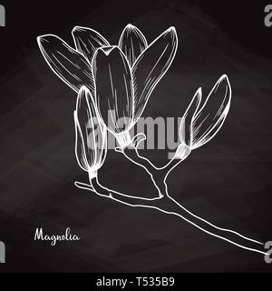 Schizzo realistico di magnolia su chalk sfondo. Illustrazione Vettoriale Illustrazione Vettoriale