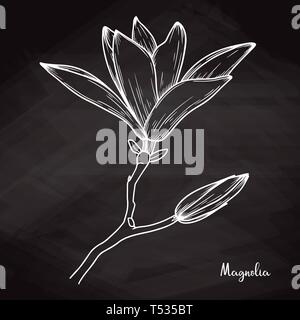 Schizzo realistico di magnolia su chalk sfondo. Illustrazione Vettoriale Illustrazione Vettoriale