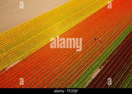 Tipico paesaggio olandese con le turbine eoliche in acqua con rosso / viola campo di tulipani in primo piano Foto Stock