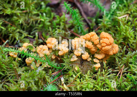 Albicocca slime stampo, Fuligo muscorum Foto Stock