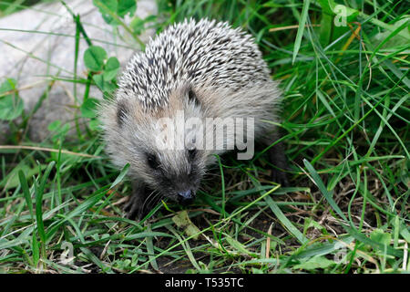 Riccio europeo cub, Erinaceus europaeus Foto Stock