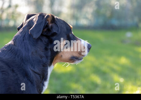 Vista laterale di un bianco tricolore Appenzeller mounatin purpurebred cane cane con testa nera Foto Stock