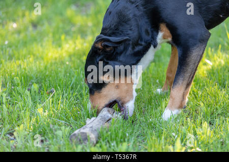 Vista laterale di un bianco tricolore Appenzeller mounatin purpurebred cane cane con testa nera Foto Stock
