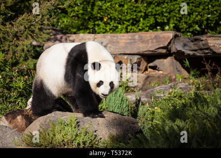 Panda gigante, Ailuropoda melanoleuca, o Orso Panda. Close up giant simpatico panda guardando la telecamera Foto Stock