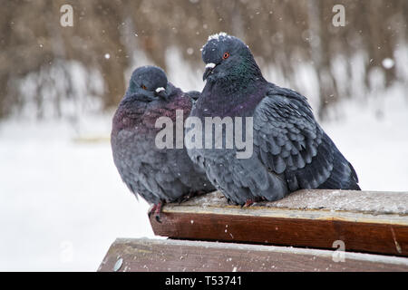 Due piccioni urbani congelare durante una nevicata, seduti su barre di legno. Gli uccelli in inverno. Close-up. Foto Stock