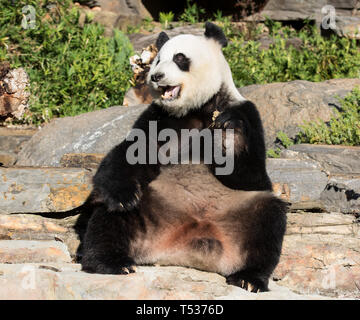 Panda gigante, Ailuropoda melanoleuca, o Orso Panda. Close up giant simpatico panda guardando la telecamera Foto Stock