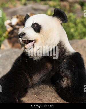 Panda gigante, Ailuropoda melanoleuca, o Orso Panda. Close up giant simpatico panda guardando la telecamera Foto Stock