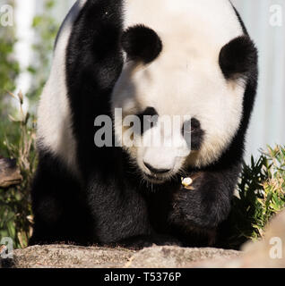 Panda gigante, Ailuropoda melanoleuca, o Orso Panda. Close up giant simpatico panda guardando la telecamera Foto Stock