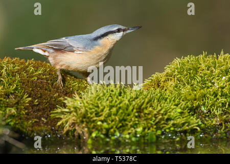 Eurasian picchio muratore accanto a un fiume dove lui va a bere ogni giorno Foto Stock