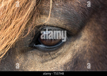 Close up bella grande luminoso occhio scuro del cavallo islandese con con le ciglia e una frangia di colore arancione Foto Stock