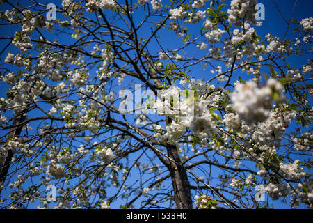 Blossom on trees in Heelands, Milton Keynes Foto Stock