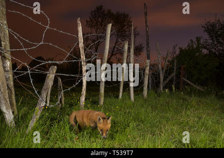 Red Fox (Vulpes vulpes vulpes) Kent, Regno Unito. Una famiglia di volpi che vivono su un terrapieno ferroviario sul bordo di un villaggio. 6 settimane vecchio cucciolo. Maggio 2015 Foto Stock