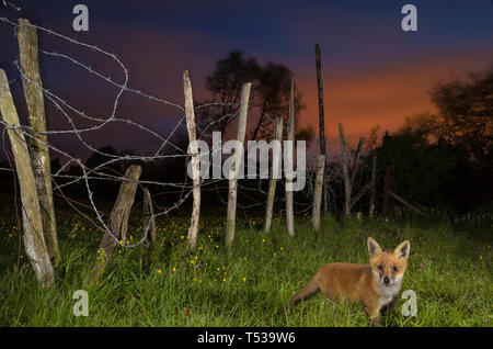 Red Fox (Vulpes vulpes vulpes) Kent, Regno Unito. Una famiglia di volpi che vivono su un terrapieno ferroviario sul bordo di un villaggio. 6 settimane vecchio cucciolo. Maggio 2015 Foto Stock