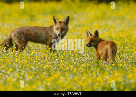 Red Fox (Vulpes vulpes vulpes) Kent, Regno Unito. Una famiglia di volpi che vivono su un terrapieno ferroviario sul bordo di un villaggio. Adulto con 8 settimane vecchio cucciolo. Maggio 2015 Foto Stock