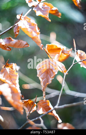 Dead faggio (Fagus sylvatica) lascia Foto Stock