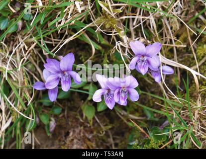 Viola cane Foto Stock