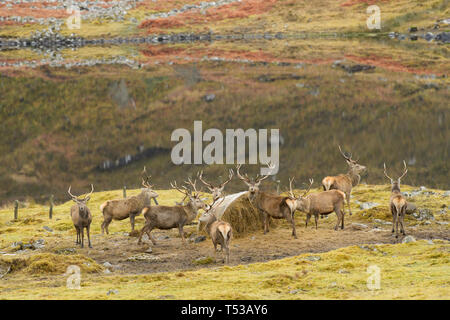 Il cervo (Cervus elaphus) essendo alimentato. Glen Cannich, Febbraio 2016 Foto Stock