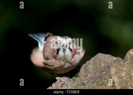 Vicino, selvaggio UK Jay Bird (Garrulus glandarius) che si aggredisce isolato nel bosco del Regno Unito, fissando direttamente alla macchina fotografica. Foto Stock