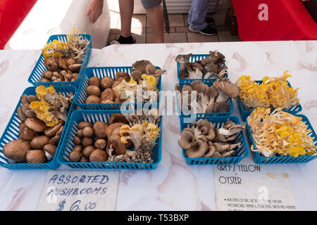 Una varietà di funghi a produrre in stallo il Sabato Mattina mercato degli agricoltori in Fort Pierce Florida. Foto Stock